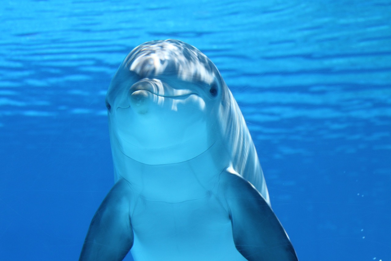 dolphin, animal, sea-203875.jpg